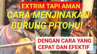 CARA MUDAH DAN CEPAT MENJINAKAN BURUNG PITOHUI / CUCAK EMAS PAPUA