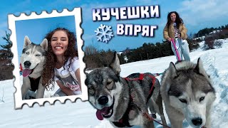 БЯХ НА КУЧЕШКИ ВПРЯГ ЗА ПЪРВИ ПЪТ I vlog