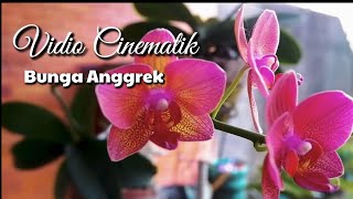 Vidio Sinematik Bunga Anggrek || Orchid cinematic