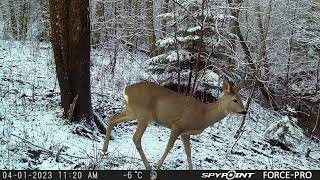 Roe Deer on the Path in Winter/Stirna uz pārejas