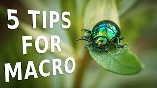 5 MACRO tips for beginners