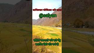 Beautiful Wheat Field||सारदा किनारको सुन्दर गँहु खेत||#short#youtubeshorts