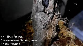 Gorby Exotics - Tarantula Highlight Video 002 (Cyriopagopus Sp. hati hati)