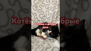 Котёнок в добрые руки #волонтерство #дом #животные #москва #помощь #приют #хочу #кот #котенок #собак