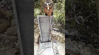 Owl in Bird Park Malta