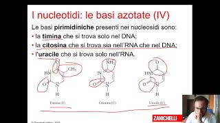 Acidi nucleici e sintesi proteica