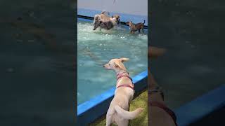 Dia de piscina com os aumigos #cachorros #cachorrofeliz #petfriendly