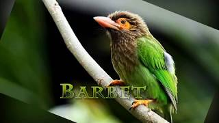 Know The Human Friendly Bird Barbet | Princess Ilisha