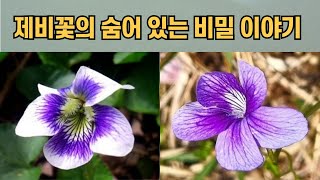 제비꽃에 숨어 있는 비밀 이야기