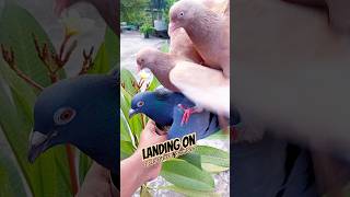 Pigeons Landing on Each Other's Shoulders #pigeon #birds #pets #shorts