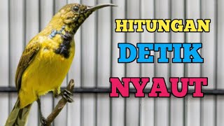 🔴 HITUNGAN DETIK NYAUT, PANCINGAN SOGON SIA RESPON PASTI NYAUT