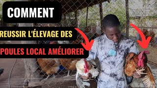 Comment réussir l'élevage de poules locales améliorer