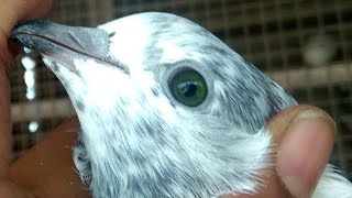 കേരള പറവ പ്രാവ്
എൻറെ കൂട്ടിലെ പറവ പ്രാവുകൾ Kerala  Pigeons