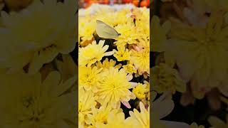 Butterfly in flowers🦋🌼motyl w kwiatach#poznań#motyl#kwiaty#butterfly#flowers#jeseń#autumn#day#yellow