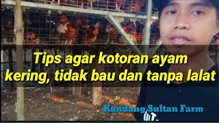 TIPS AGAR KOTORAN AYAM KERING TANPA LALAT