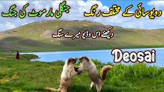 Majestic Deosai Adventure | Sheosar Lake, Barapani, and Marmot Showdowns!