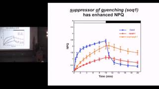 PBD S&T Talks: Regulation of Photosynthetic Light Harvesting by Kris Niyogi