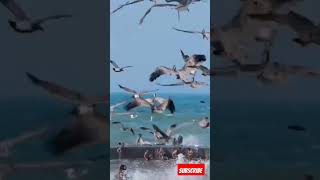 Di Pantai Di serang Ribuan burung laut #shorts #short