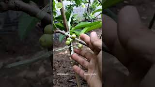 NEKAT BERBUAH‼️JAMBU MADU DELI HIJAU❗bantu subscribe🌱#muhammadalimahfud #jambumadu #jambumadudeli