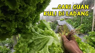 Panen sayuran di ladang #asmr