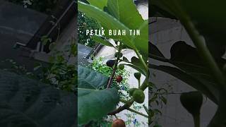 Petik buah tin matang pohon, tapi yang ukuran lebih besar agak hambar rasanya #buahtin