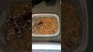 ⚠️ Acanthoscurria geniculata FEEDING 🪳 2 #tarantula #vogelspinnen #tarantulafeeding