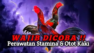 WAJIB DICOBA‼️ Untuk Perawatan Stamina & Otot Kaki Ayam Hobi