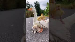 cute puppy and ducks #shorts