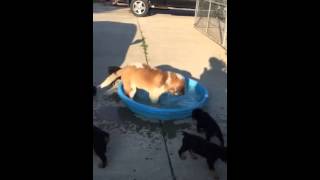 Heidi's Cooling Off In The Pool