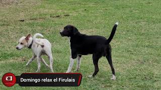 #ImagenDelDía Firulais domingueando con los cuates 🐕🐶#perrosfelices #videoviral #Jugando  #Domingo