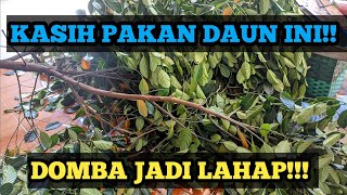 KASIH PAKAN DOMBA DENGAN DAUN INI DIJAMIN LAHAP