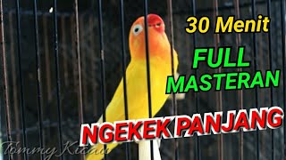 Masteran Full 30 menit Lovebird Ngekek Panjang