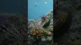 Fish Aquarium Science City Ahmedabad / Science City Ahmedabad Gujarat / Fish Tunnel / Fish Tank