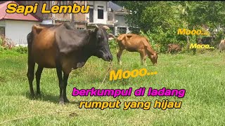 Sapi Lembu bekumpul dipadang rumput menunnggu teman pulang bersama #sapi #lembu #suaralembu #sapimoo