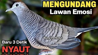 Perkutut Lokal GACOR suara Besar Ampuh memanggil Lawan EMOSI MANGGUNG PANCINGAN PERKUTUT LOKAL