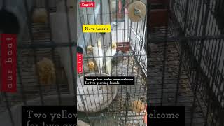 Cage Wise Birds' Love | New Guests | Yellow Cockatiel | @aanch News & Views |