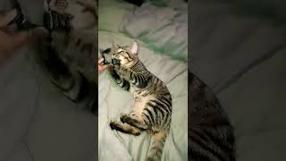 cute cat playing #music #art #love #catbreed #shortsvideo #catvideos #fyp