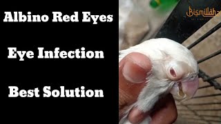 Lovebird Albino Red Eyes Eye Infection Problem Solve