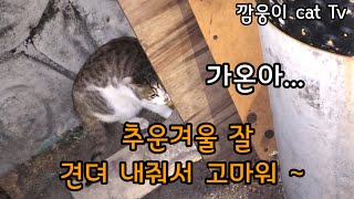 혹독한 추위를 잘 견뎌내준 어린길고양이 가온이