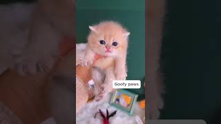 Cute cats🥰🥰#short#Goofypaws