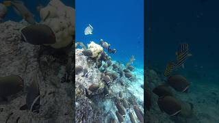 The Westin Maldives - Maledivenurlaub -Action Cam DIJ 3 #Unterwasseraufnahmen #ActionCam #Malediven