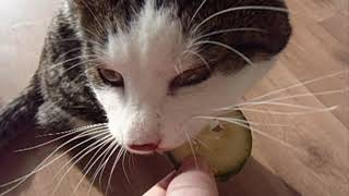 Cat vs Cucumber - Kat en Komkommer