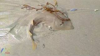 Pescador pesca gran pez guitarra - Fisherman catches a big fish! GUITARFISH