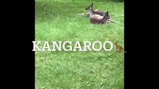 Kangaroos at Racine Zoo