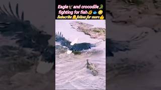 Crocodile  eagle fighting for fish | crocodile attack | eagle attack | @Wildshikaari007 | #shorts