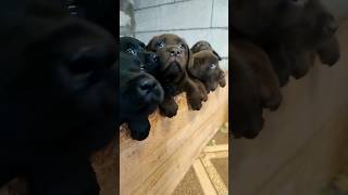 Лабрадоры, чёрные и шоколад. /Labrador puppies, black and chocolate.#shorts