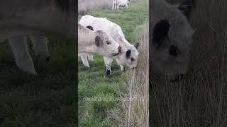 bessie being groomed