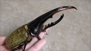 Extreme Bug - Hercules Rhinoceros Beetle - Incredible Metamorphosis