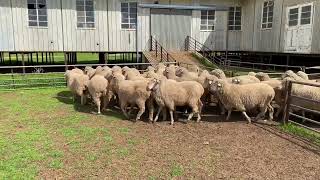 Ashrose lot 143. Mixed age ewes