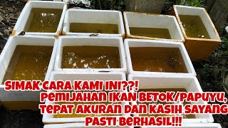 IKUTI JEJAK KAMI!!! PAKAI CARA INI DAN KASIH SAYANG SEMUA PASTI BISA PEMIJAHAN IKAN BETOK/PAPUYU